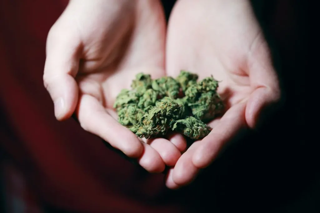Girl Scout Cookies: Efeitos, Benefícios e O Que Você Precisa Saber