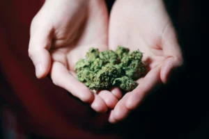 Girl Scout Cookies: Efeitos, Benefícios e O Que Você Precisa Saber